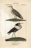 Red Knot  Calidris Canutus  And Ruff  Philomachus Pugnax Poster Print By ® Florilegius / Mary Evans - Item # VARMEL10938932