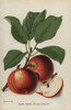 Apple Cultivar  Calville Rouge Praecox  Malus Domestica Poster Print By ® Florilegius / Mary Evans - Item # VARMEL10936668