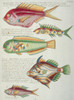 Colourful Illustration Of Five Fish Poster Print By Mary Evans / Natural History Museum - Item # VARMEL10708257