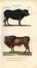 Water Buffalo  Bubalus Bubalis  And Extinctà Poster Print By ® Florilegius / Mary Evans - Item # VARMEL10936129