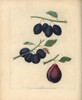 Plum Varieties  Prunus Domestica Poster Print By ® Florilegius / Mary Evans - Item # VARMEL10935676