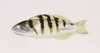 Thalassoma Hardwicke  Six-Bar Wrasse Poster Print By Mary Evans / Natural History Museum - Item # VARMEL10706810