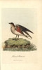 Collared Pratincole  Glareola Pratincola Poster Print By ® Florilegius / Mary Evans - Item # VARMEL10937428
