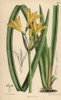 Anoiganthus Breviflorus  Yellow Lily Nativeà Poster Print By ® Florilegius / Mary Evans - Item # VARMEL10935147