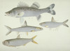 Plate 139 From The John Reeves Collection Poster Print By Mary Evans / Natural History Museum - Item # VARMEL10707326