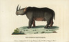 Black Rhinoceros  Diceros Bicornis Poster Print By ® Florilegius / Mary Evans - Item # VARMEL10937823