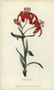 Morning Star Lily  Lilium Concolor Poster Print By ® Florilegius / Mary Evans - Item # VARMEL10936735