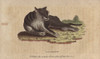 Jaguarette Or Black Cougar  Panthera Species Poster Print By ® Florilegius / Mary Evans - Item # VARMEL10940995