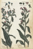 Common Wall Bugloss And Houndstongue Poster Print By ® Florilegius / Mary Evans - Item # VARMEL10935942