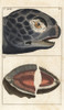 Leatherback Sea Turtle  Dermochelys Coriaceaà Poster Print By ® Florilegius / Mary Evans - Item # VARMEL10941735