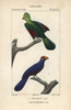 Knysna Turaco  Tauraco Corythaix  And Violetà Poster Print By ® Florilegius / Mary Evans - Item # VARMEL10938996