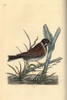 Reed Bunting  Emberiza Schoeniculus Poster Print By ® Florilegius / Mary Evans - Item # VARMEL10936270