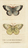Pale Clouded Yellow Butterfly  Colias Hyale Poster Print By ® Florilegius / Mary Evans - Item # VARMEL10937926