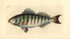 Barred Grunt  Conodon Nobilis Poster Print By ® Florilegius / Mary Evans - Item # VARMEL10940595