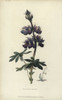 Nootka Lupin  Lupinus Nootkatensis Poster Print By ® Florilegius / Mary Evans - Item # VARMEL10936729
