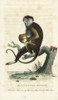 Diana Monkey  Cercopithecus Diana Poster Print By ® Florilegius / Mary Evans - Item # VARMEL10938000