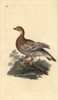 Black Grouse Or Blackgame  Tetrao Tetrix Poster Print By ® Florilegius / Mary Evans - Item # VARMEL10936328