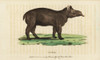 Tapir  Tapirus Terrestris Vulnerable Poster Print By ® Florilegius / Mary Evans - Item # VARMEL10937918