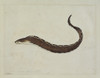 Gymnothorax Ocellatus  Caribbean Ocellated Moray Poster Print By Mary Evans / Natural History Museum - Item # VARMEL10706795