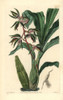 Bearded Flywort Orchid  Catasetum Barbatum Poster Print By ® Florilegius / Mary Evans - Item # VARMEL10935302