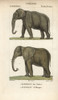Indian Elephant  Elephas Maximus Indicus  Andà Poster Print By ® Florilegius / Mary Evans - Item # VARMEL10939026