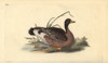 Greylag Goose  Anser Anser Poster Print By ® Florilegius / Mary Evans - Item # VARMEL10936353
