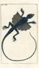 Flying Dragon  Draco Volans Poster Print By ® Florilegius / Mary Evans - Item # VARMEL10941740