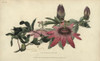 Whitley'S Hybrid Passionflower  Passiflora Caerulea-Racemosa Poster Print By ® Florilegius / Mary Evans - Item # VARMEL10936753