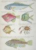 Colourful Illustration Of Five Fish And A Crustacean Poster Print By Mary Evans / Natural History Museum - Item # VARMEL10708279