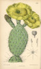 Opuntia Polyacantha  Yellow Cactus Native To The Usa Poster Print By ® Florilegius / Mary Evans - Item # VARMEL10935121