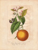 Bigarade Bitter Orange  Citrus X Aurantium Poster Print By ® Florilegius / Mary Evans - Item # VARMEL10934703
