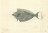 Naso Unicornis  Bluespine Unicornfish Poster Print By Mary Evans / Natural History Museum - Item # VARMEL10705576