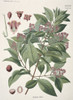 Santalum Album  Sandalwood Poster Print By Mary Evans / Natural History Museum - Item # VARMEL10706393