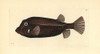 White-Spotted Boxfish  Ostracion Meleagris Poster Print By ® Florilegius / Mary Evans - Item # VARMEL10940378