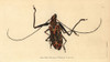 Harlequin Beetle  Acrocinus Longimanus Poster Print By ® Florilegius / Mary Evans - Item # VARMEL10940259
