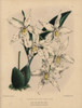 Odontoglossum Hybrid Orchid With White Flowersà Poster Print By ® Florilegius / Mary Evans - Item # VARMEL10936805