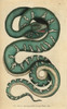 Canine Boa  Dog-Headed Snake Or Emerald Treeà Poster Print By ® Florilegius / Mary Evans - Item # VARMEL10940846