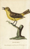Willow Warbler  Phylloscopus Trochilus Poster Print By ® Florilegius / Mary Evans - Item # VARMEL10937978