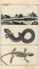 Cape Grass Lizard  Greater Siren And Lizard Skeleton Poster Print By ® Florilegius / Mary Evans - Item # VARMEL10941751