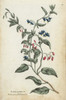 Bittersweet  Solanum Dulcamara Poster Print By ® Florilegius / Mary Evans - Item # VARMEL10935920