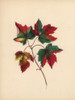 Red Maple Leaves In Autumn  Acer Rubrum Poster Print By ® Florilegius / Mary Evans - Item # VARMEL10934562