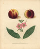 Nectarine Varieties  Prunus Persica Poster Print By ® Florilegius / Mary Evans - Item # VARMEL10935696