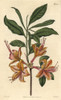 Flame-Coloured Azalea  Azalea Calendulacea Flammea Poster Print By ® Florilegius / Mary Evans - Item # VARMEL10936015
