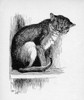 Illustration By Cecil Aldin  The Wild Cat Poster Print By Mary Evans Picture Library - Item # VARMEL10956868