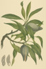 Xylomelum Pyriforme  Woody Pear. Poster Print By Mary Evans / Natural History Museum - Item # VARMEL10715345