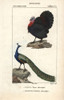 Domesticated Turkey  Meleagris Gallopavo  Andà Poster Print By ® Florilegius / Mary Evans - Item # VARMEL10938989