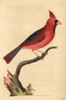 Northern Cardinal  Cardinalis Cardinalis Poster Print By ® Florilegius / Mary Evans - Item # VARMEL10940230
