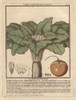 Male Mandrake Plant  Atropa Mandragora Or Mandragoraà Poster Print By ® Florilegius / Mary Evans - Item # VARMEL10935807