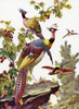 Exotic Birds Poster Print By Mary Evans Picture Library/Peter & Dawn Cope Collection - Item # VARMEL11066296