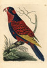 Red And Blue Lory  Eos Histrio Endangered Poster Print By ® Florilegius / Mary Evans - Item # VARMEL10940761